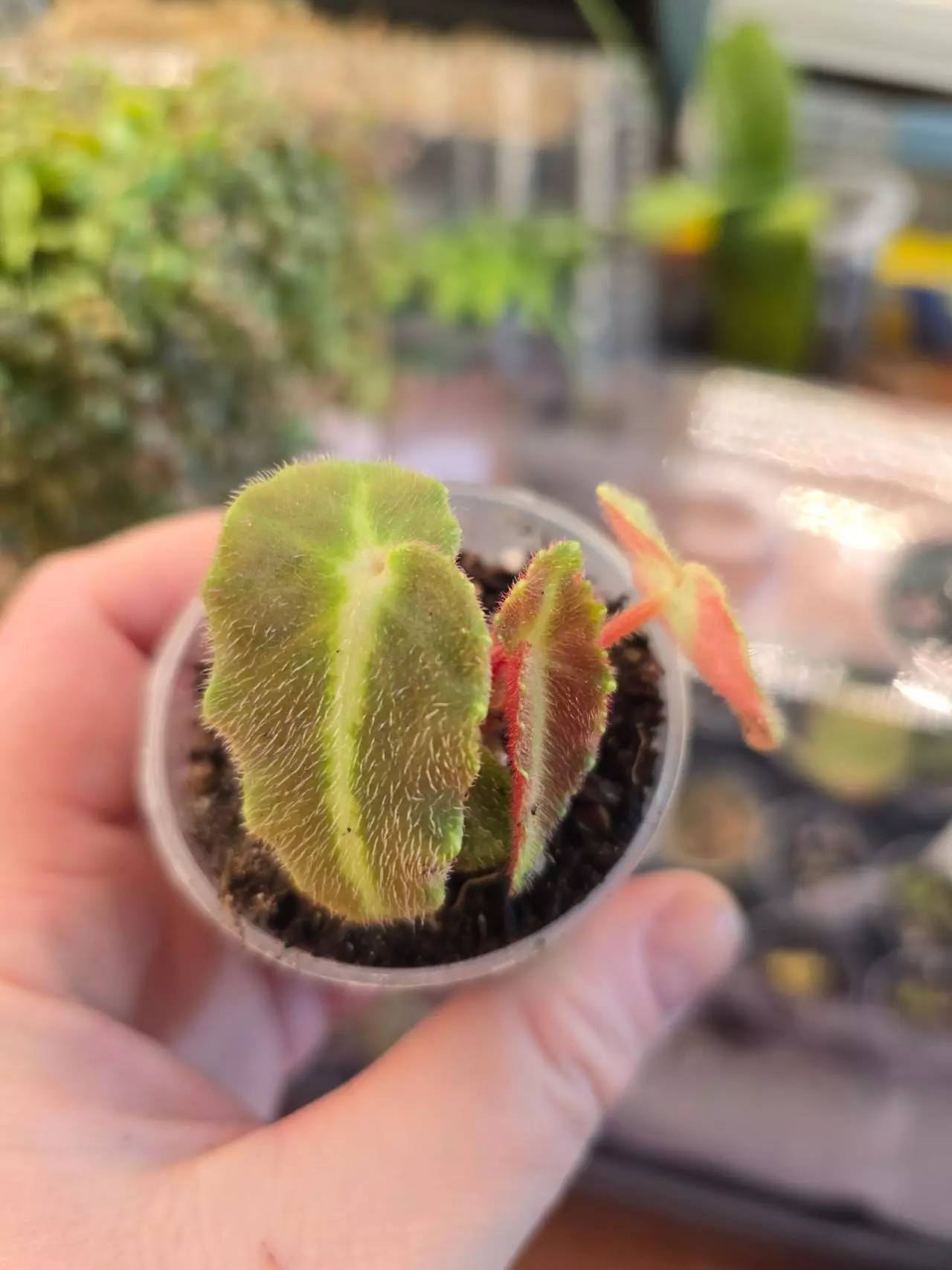 plant/Begonia Listada Pink variegated, low variegation, rooted with new growth.-1