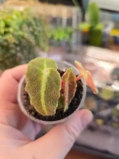 plant/Begonia Listada Pink variegated, low variegation, rooted with new growth.-1-thumbnail