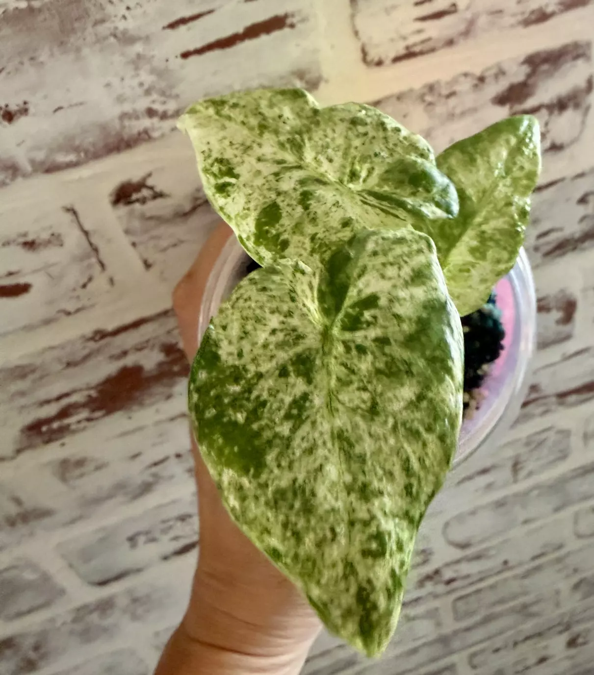 plant/Alocasia Odora Batik-0