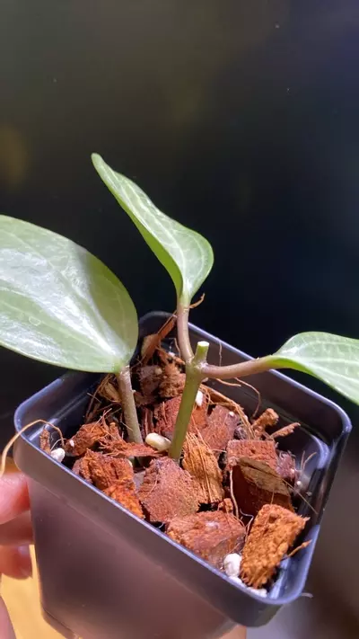 plant/Silver Latifolia Hoya-1-thumbnail