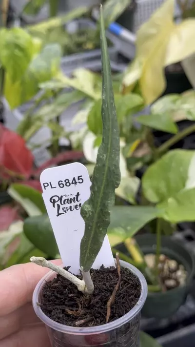 plant/PL6845: Z3 Bleng Blake-0-thumbnail