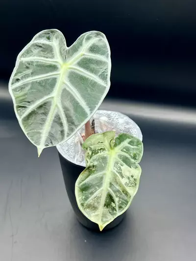 plant/#0060 Pink Heart Balloon Corm-2-thumbnail