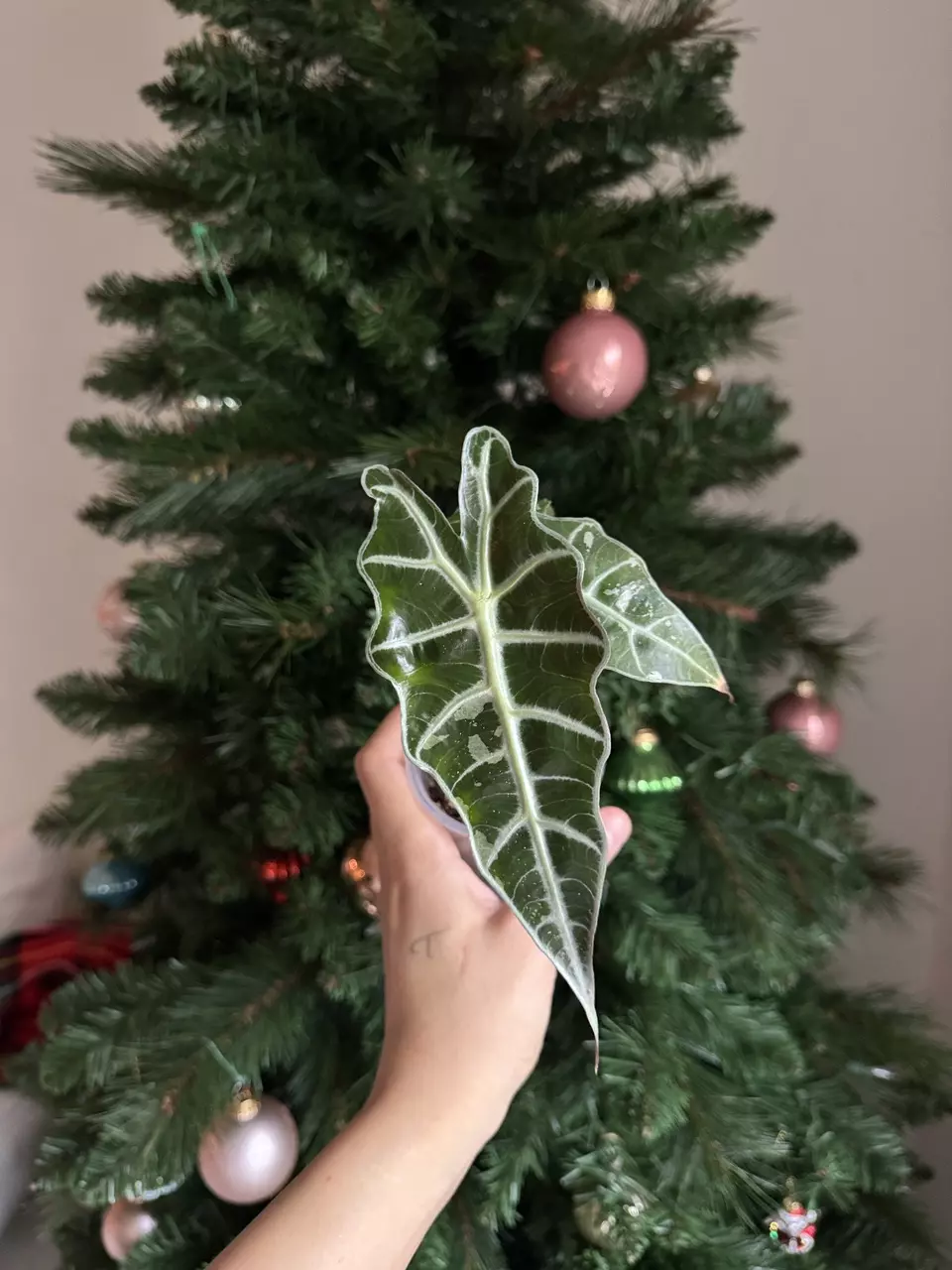 plant/True Pink Polly Teen Low var-0