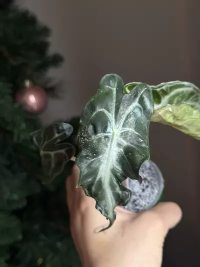 plant/Pink Venom from Pink TC Strain Teen-0-thumbnail