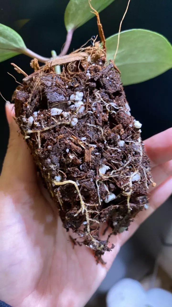 plant/Silver Latifolia Hoya-2