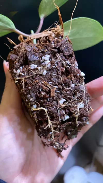 plant/Silver Latifolia Hoya-2-thumbnail