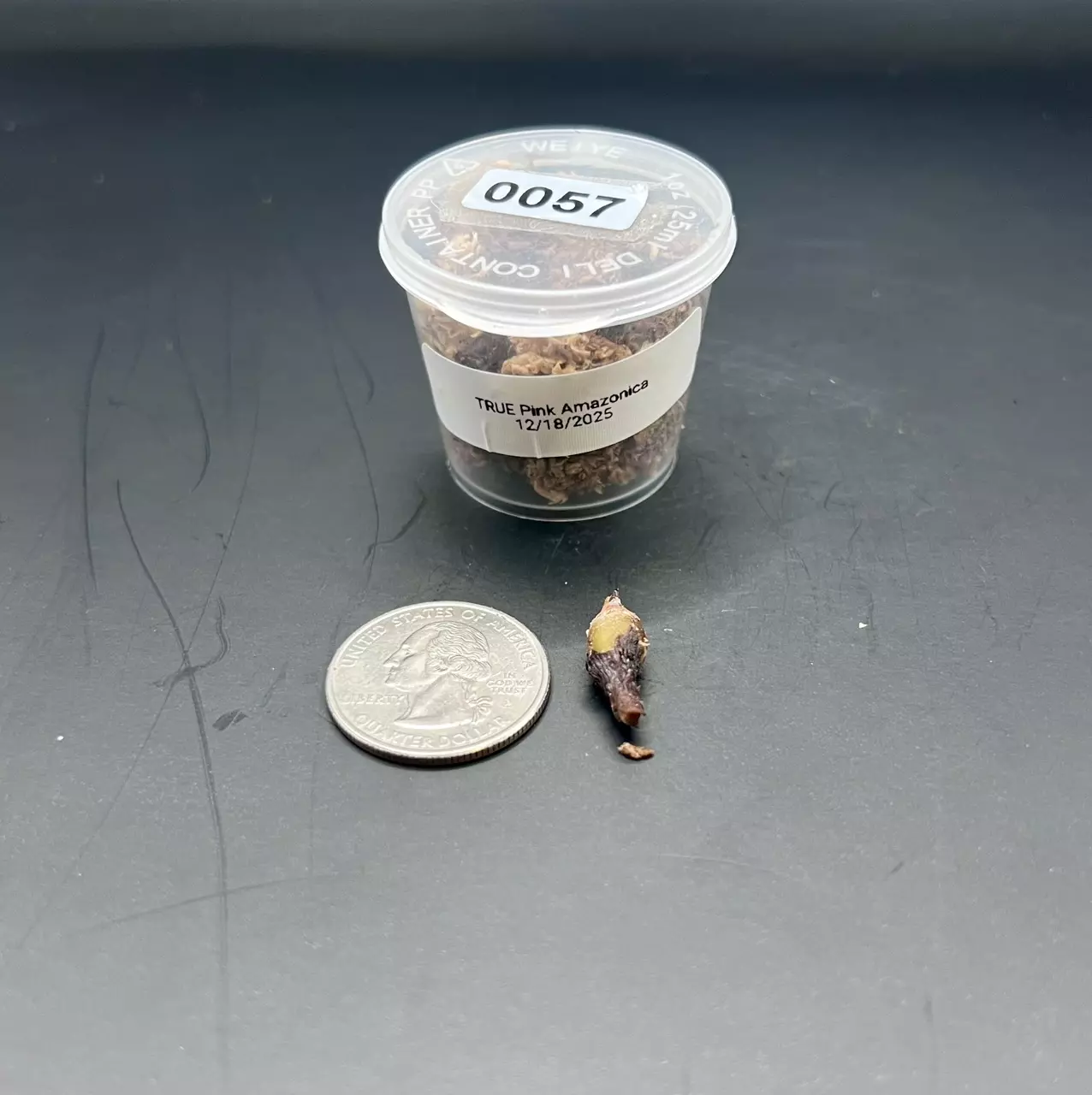 plant/#0057 True Pink Amazonica Corm-0