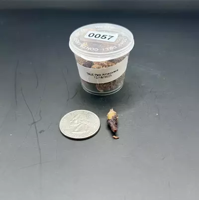 plant/#0057 True Pink Amazonica Corm-0-thumbnail