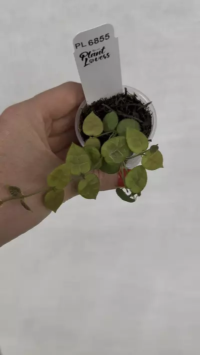 plant/PL6855: Dischdia Hirsuta Yellow-0-thumbnail