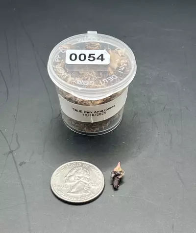 plant/#0054 True Pink Amazonica Corm-0-thumbnail