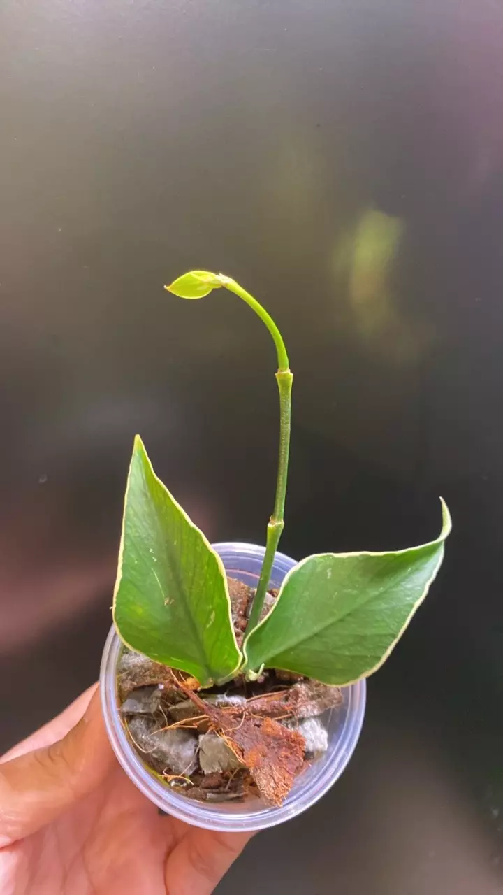 plant/Polynuera Albo-0