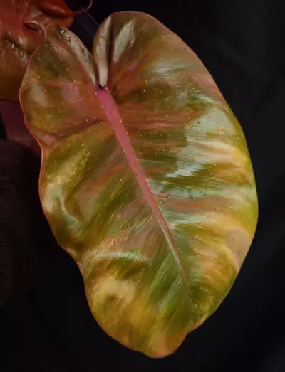 plant/Philodendron Sunny Delight-1-thumbnail