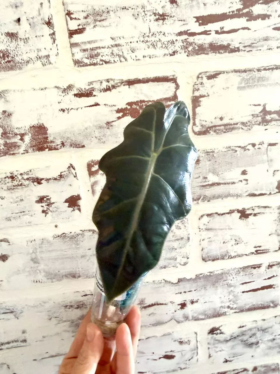 plant/Alocasia Pseudo Sanderiana Aurea (revert)-0