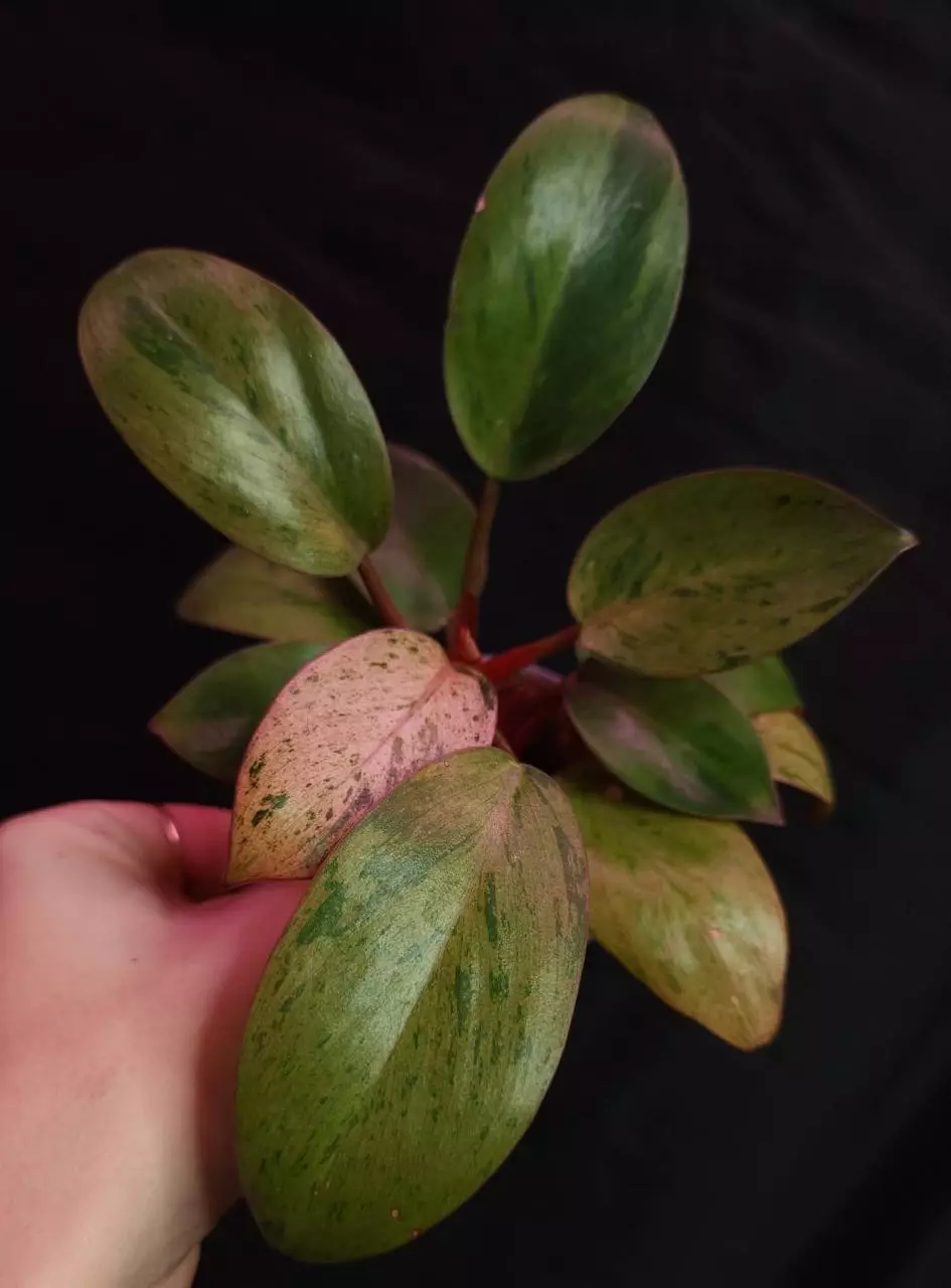 plant/Philodendron Dwarf Congo Mint-0