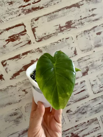 plant/Alocasia Gageana Aurea (revert)-1-thumbnail