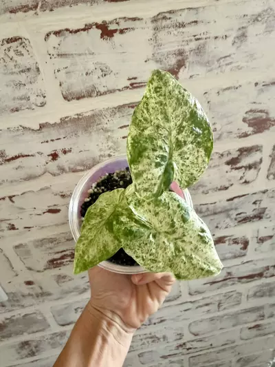 plant/Alocasia Odora Batik-1-thumbnail