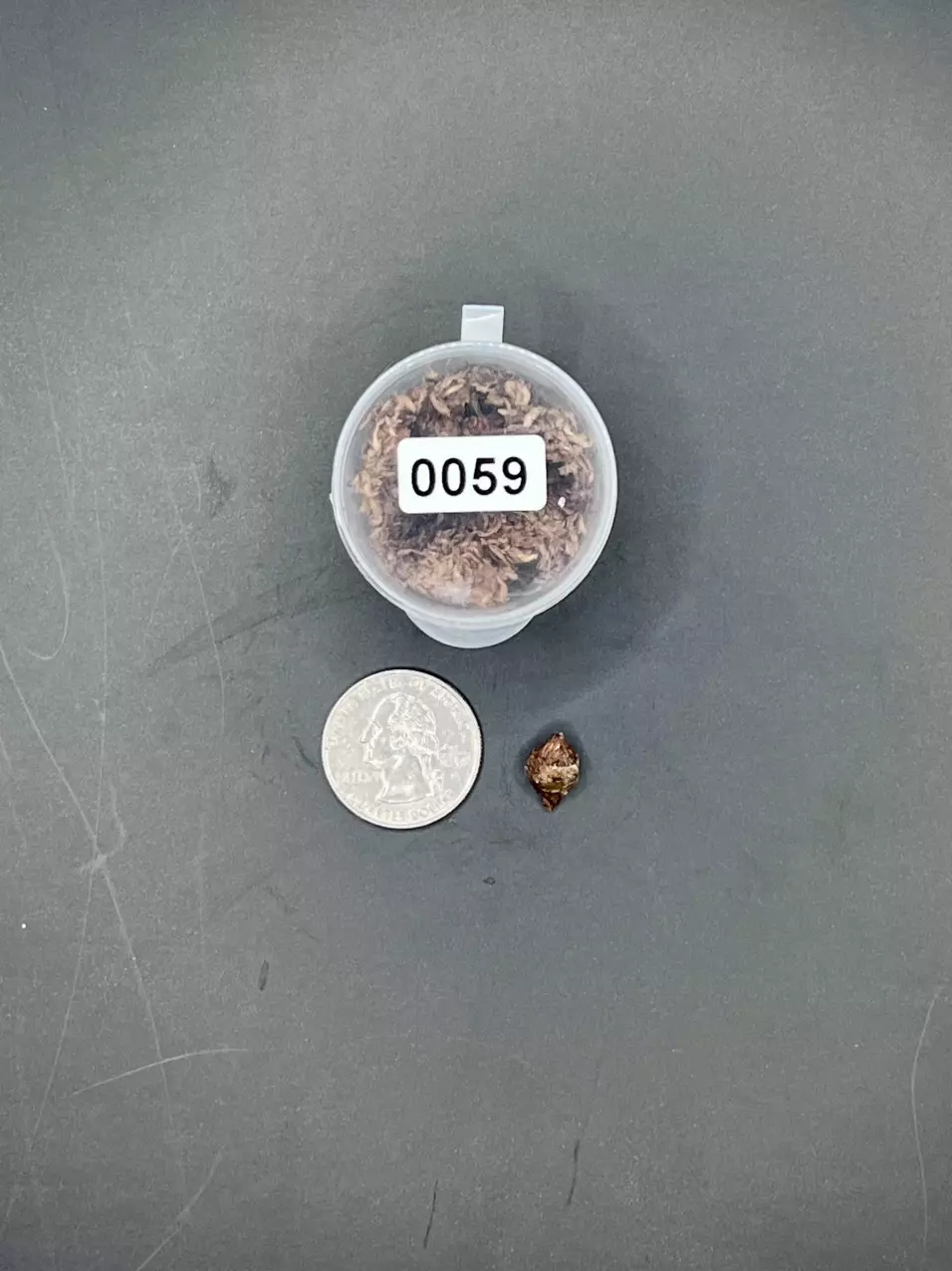 plant/#0059 Pink Heart Balloon Corm-1