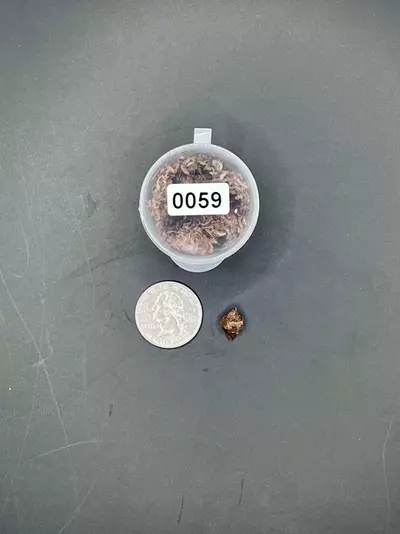 plant/#0059 Pink Heart Balloon Corm-1-thumbnail