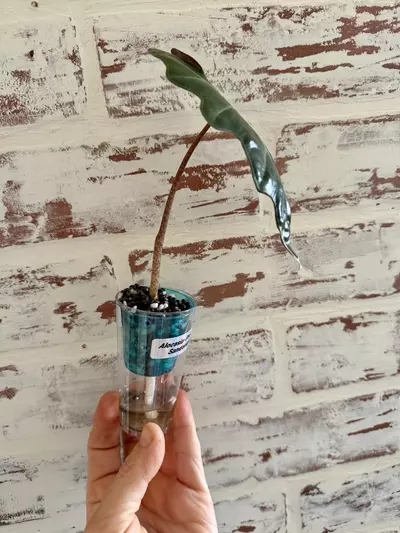 plant/Alocasia Pseudo Sanderiana Aurea (revert)-1-thumbnail