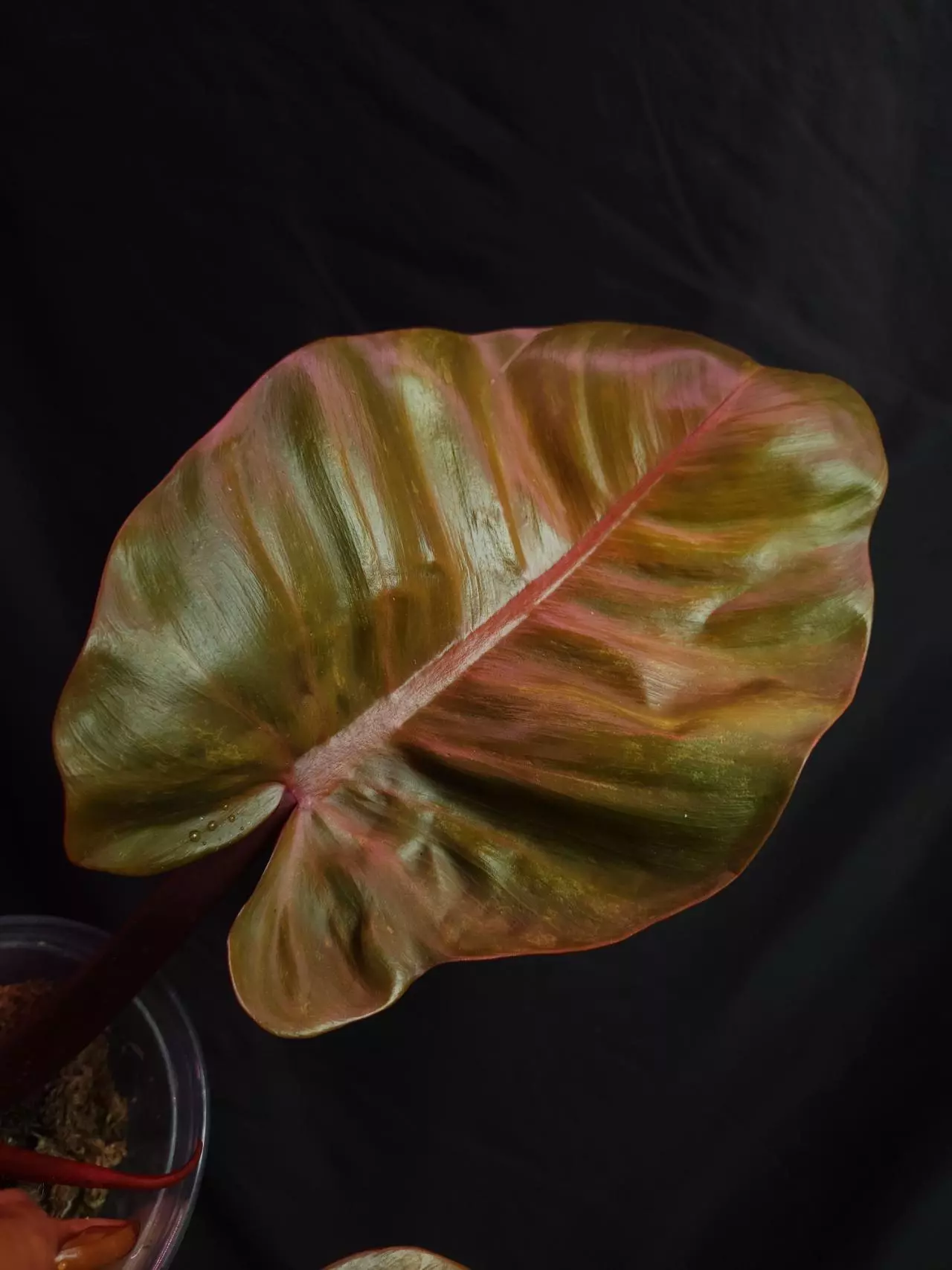 plant/Philodendron Sunny Delight-2