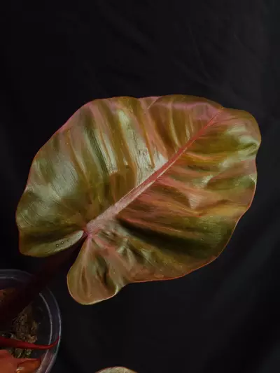 plant/Philodendron Sunny Delight-2-thumbnail