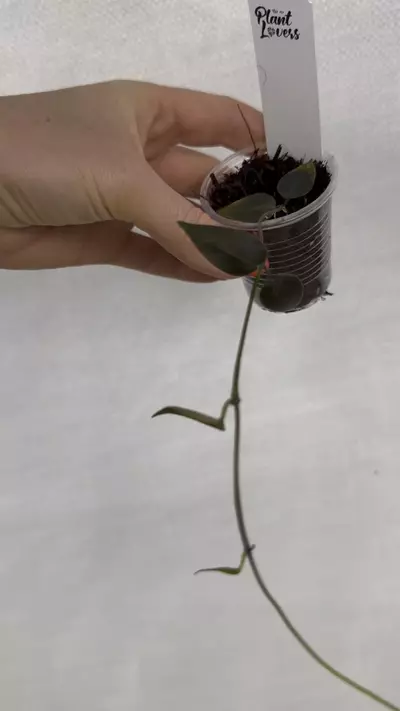 plant/PL6846: Carrii-0-thumbnail