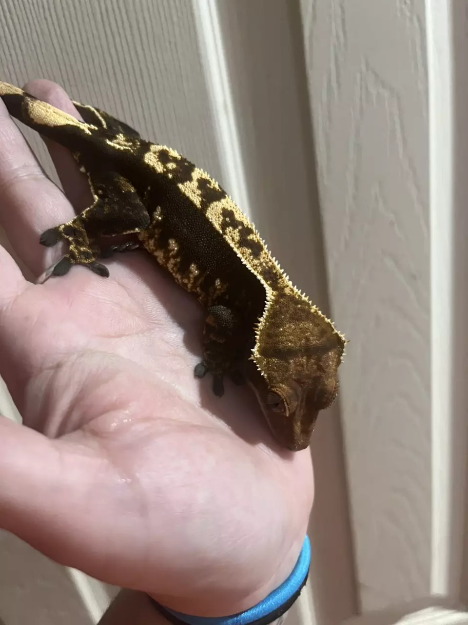 plant/Female fired down her empty back quad stripe  38g-0