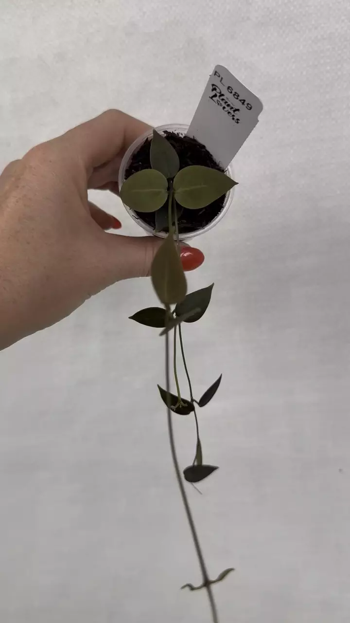 plant/PL6849: Hoya Carrii-0