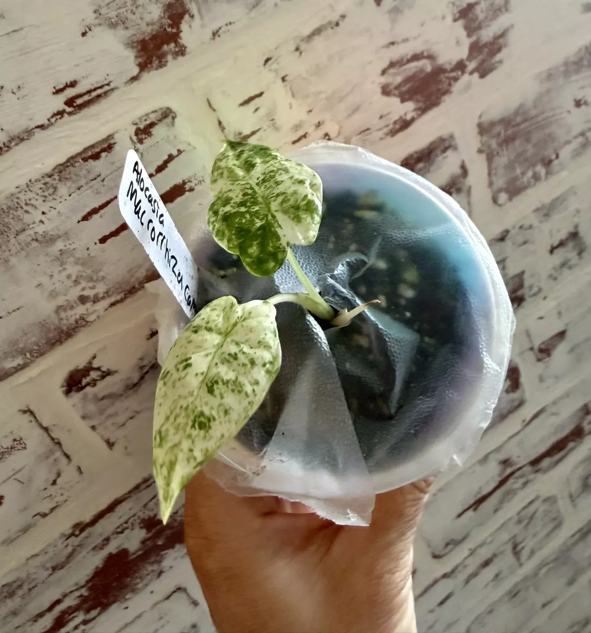 plant/Alocasia Macrorrhiza Camouflage-1