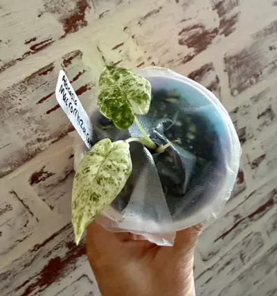 plant/Alocasia Macrorrhiza Camouflage-1-thumbnail