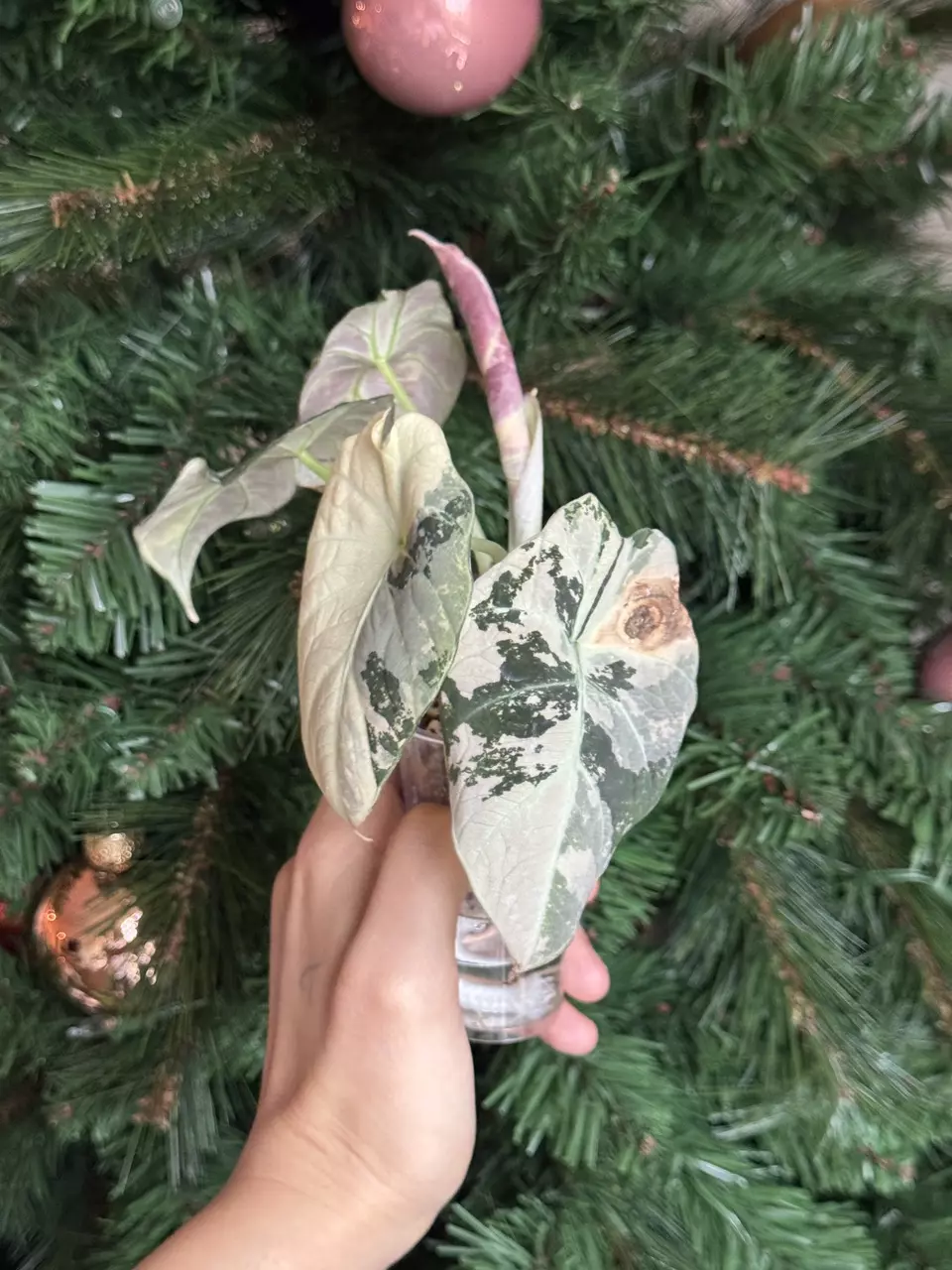 plant/Pink Black Velvet Corming Size-1