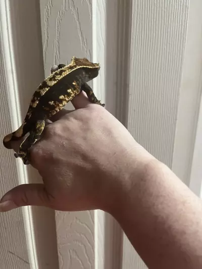 plant/Female fired down her empty back quad stripe  38g-4-thumbnail