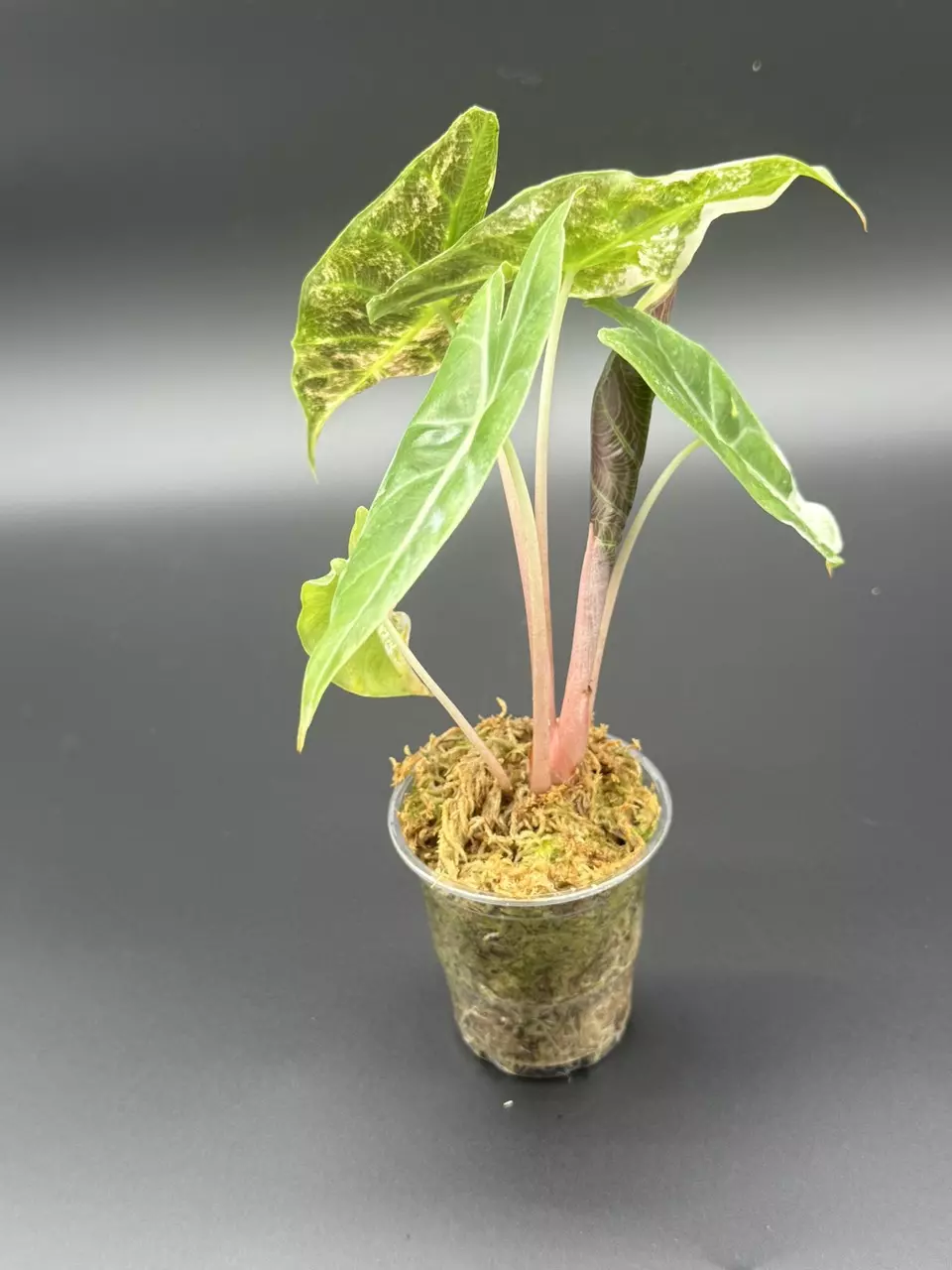 plant/Pink Dragon Albo-3