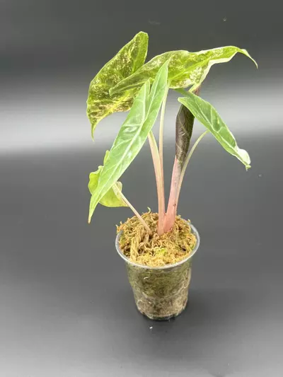 plant/Pink Dragon Albo-3-thumbnail