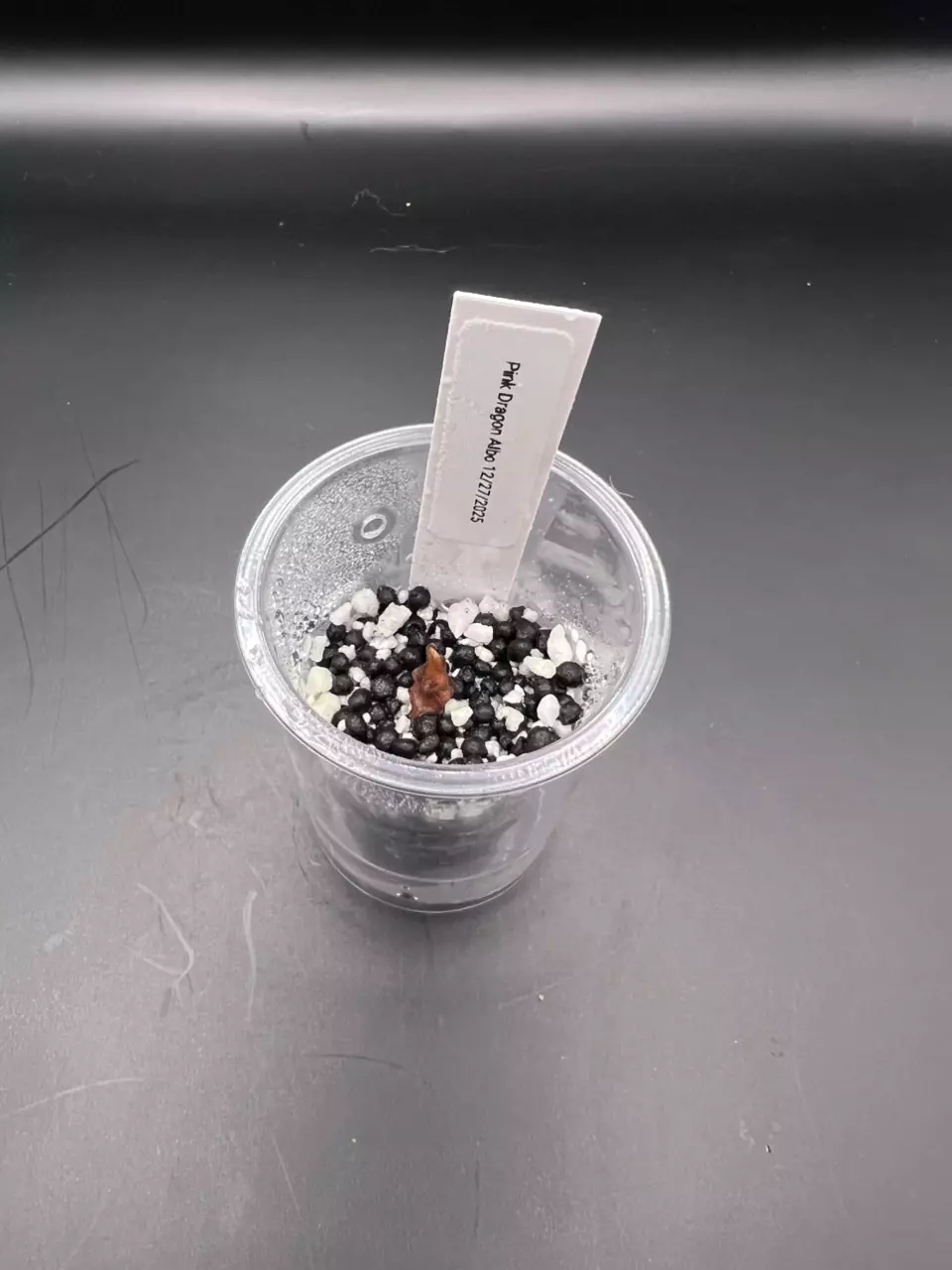 plant/#0050 Pink Dragon Albo Corm-0