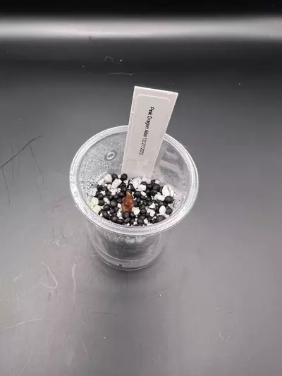 plant/#0050 Pink Dragon Albo Corm-0-thumbnail