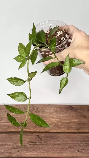 plant/Hoya lacunosa (Long Leaf Malaysia)-0-thumbnail