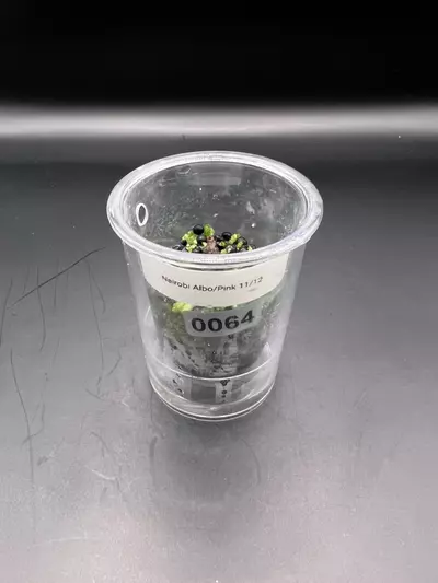 plant/#0064 Nairobi Albo/Pink Corm-0-thumbnail