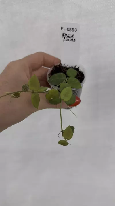 plant/PL6853: Dischdia Hirsuta Yellow-0-thumbnail