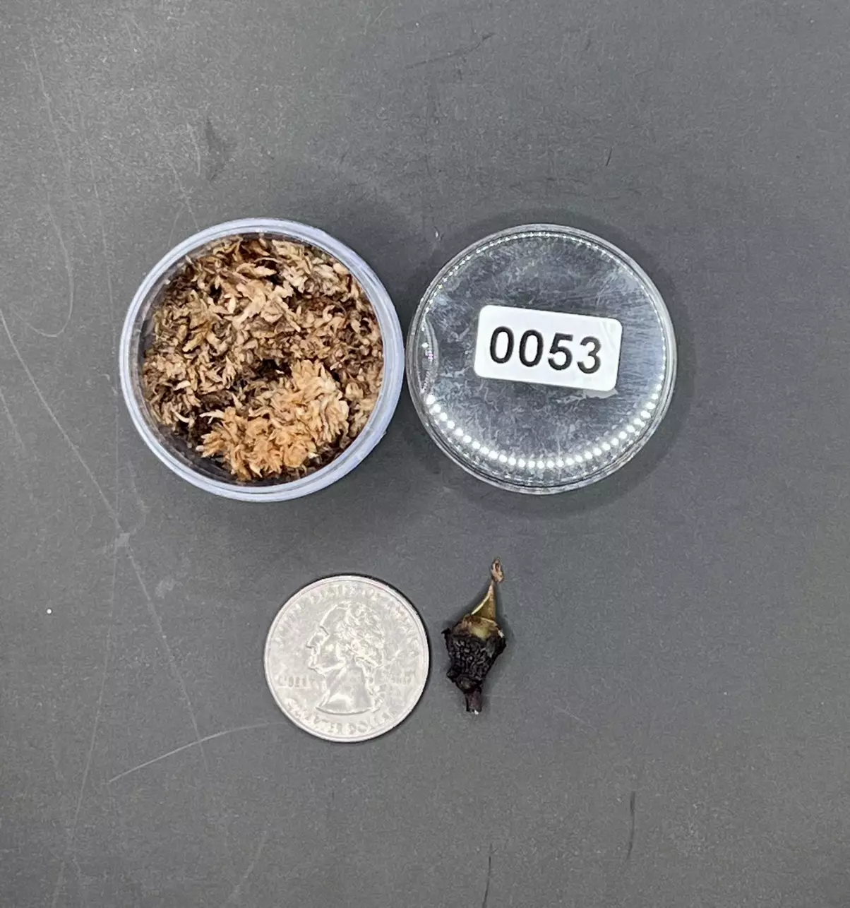 plant/#0053 True Pink Amazonica Corm-1