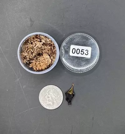 plant/#0053 True Pink Amazonica Corm-1-thumbnail