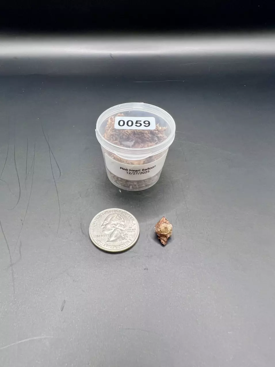 plant/#0059 Pink Heart Balloon Corm-0