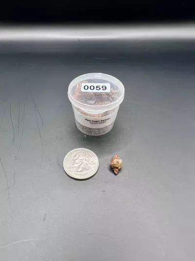 plant/#0059 Pink Heart Balloon Corm-0-thumbnail