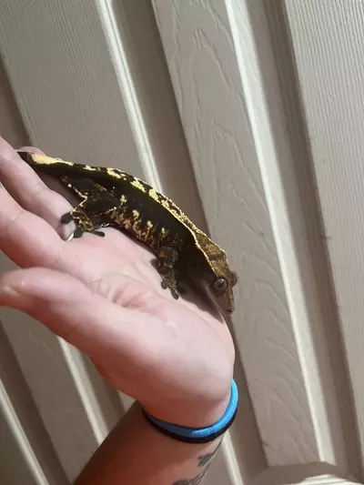 plant/Female fired down her empty back quad stripe  38g-1-thumbnail