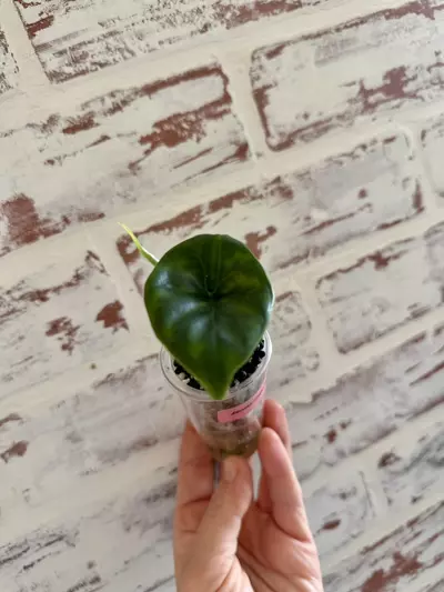 plant/Alocasia Green Unicorn-1-thumbnail