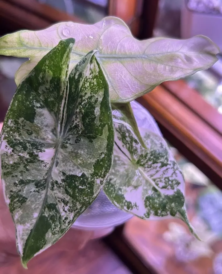 plant/#0064 Nairobi Albo/Pink Corm-1