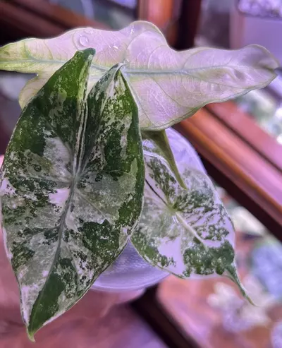 plant/#0064 Nairobi Albo/Pink Corm-1-thumbnail