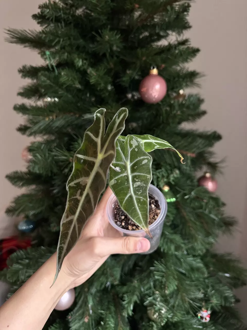 plant/True Pink Polly Teen Low var-1