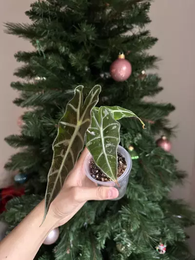 plant/True Pink Polly Teen Low var-1-thumbnail