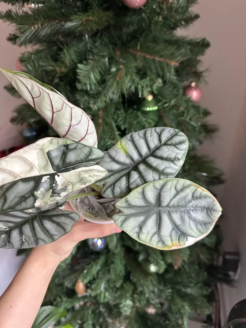 plant/Silver Dragon Albo Mama-1